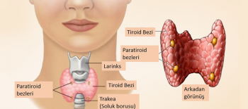 TİROİD HASTALIKLARININ BELİRTİLERİ ve  TİROİD FONKSİYON TESTLERİ : ( Referans değerleri) :