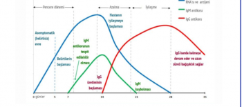Ig M ve Ig G Antikor Testlerinin VİDEO İLE  Açıklaması
