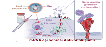 m RNA  AŞI SONRASI ANTİKOR OLUŞUMU