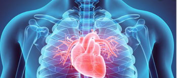 Lipoprotein Profili Testi (1 VLDL bandı, 3 orta bant (IDL), 7 LDL bandı ve 1 HDL bandı)